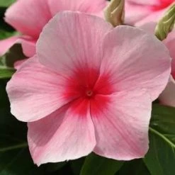 CGASPL Imported Flower Seeds Vinca Mediterranean Strawberry Flower Seeds