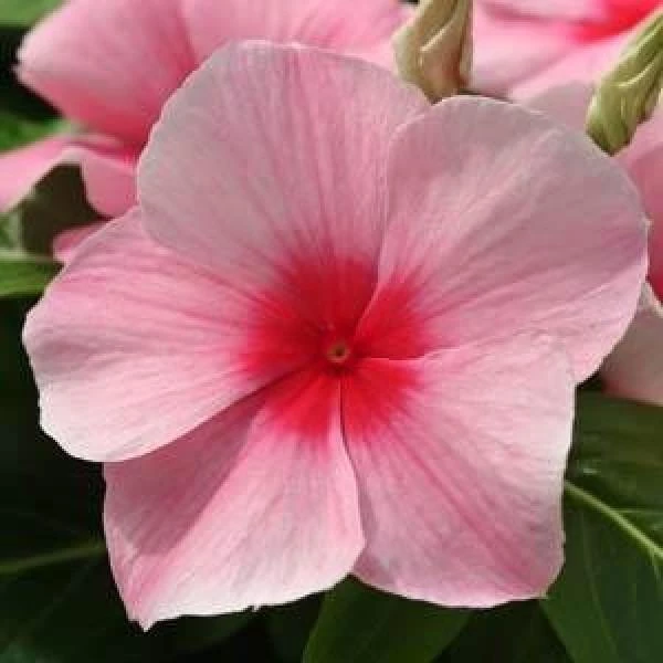 CGASPL Imported Flower Seeds Vinca Mediterranean Strawberry Flower Seeds 3 CGASPL Imported Flower Seeds Vinca Mediterranean Strawberry Flower Seeds
