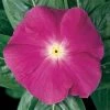 CGASPL Vinca Mediterranean Deep Orchid Flower Seeds Imported Flower Seeds
