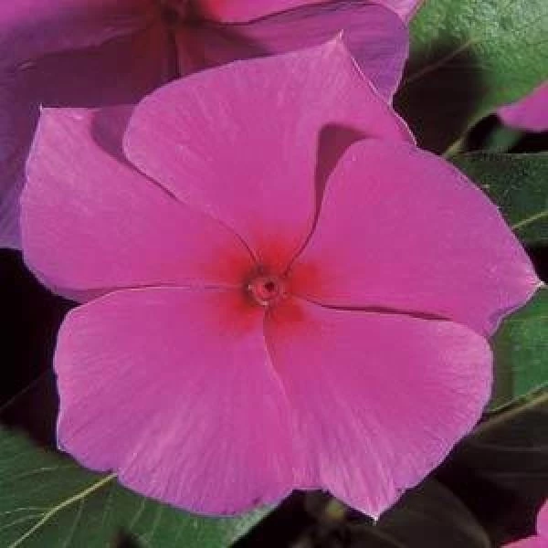 CGASPL Vinca Mediterranean Lilac Flower Seeds Imported Flower Seeds 3 CGASPL Vinca Mediterranean Lilac Flower Seeds Imported Flower Seeds