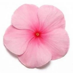 CGASPL Imported Flower Seeds Vinca Pacifica Blush Flower Seeds