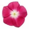 CGASPL Vinca Pacifica Burgundy Halo Flower Seeds Imported Flower Seeds