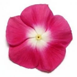 CGASPL Vinca Pacifica Burgundy Halo Flower Seeds Imported Flower Seeds