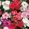 CGASPL Vinca Pacifica Mix Flower Seeds