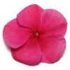 CGASPL Vinca Pacifica Burgundy Flower Seeds