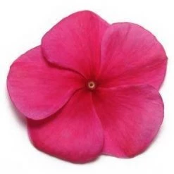 CGASPL Vinca Pacifica Burgundy Flower Seeds
