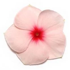 CGASPL Vinca Pacifica Apricot Flower Seeds