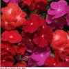 Pan American Seeds Imported Flower Seeds Vinca Pacifica Bold Mix Flower Seeds