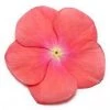 CGASPL Vinca Pacifica Coral Flower Seeds