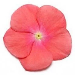 CGASPL Vinca Pacifica Coral Flower Seeds