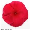 Pan American Seeds Imported Flower Seeds Vinca Pacifica Dark Red Flower Seeds