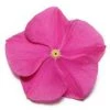 CGASPL Vinca Pacifica Deep Orchid Flower Seeds Imported Flower Seeds