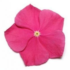 CGASPL Vinca Pacifica Raspberry Flower Seeds