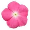 CGASPL Vinca Pacifica Rose Halo Flower Seeds