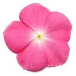 CGASPL Vinca Pacifica Rose Halo Flower Seeds