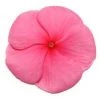 CGASPL Imported Flower Seeds Vinca Pacifica Punch Flower Seeds