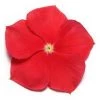 CGASPL Vinca Pacifica Really Red Flower Seeds Imported Flower Seeds