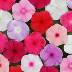 CGASPL Imported Flower Seeds Vinca Titan Mix Flower Seeds