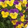 CGASPL Viola Trailing Rebelina Purple & Yellow Flower Seeds
