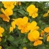 CGASPL Imported Flower Seeds Viola Trailing Rebelina Golden Yellow Flower Seeds