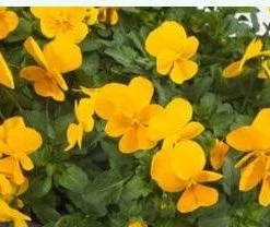 CGASPL Imported Flower Seeds Viola Trailing Rebelina Golden Yellow Flower Seeds