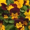 CGASPL Viola Trailing Rebelina Red & Yellow Flower Seeds Imported Flower Seeds 2 CGASPL Viola Trailing Rebelina Red & Yellow Flower Seeds Imported Flower Seeds