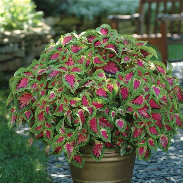 CGASPL Coleus Premium Sun Watermelon Seeds 5 CGASPL Coleus Premium Sun Watermelon Seeds