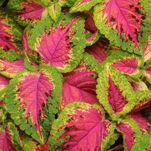 CGASPL Coleus Premium Sun Watermelon Seeds 3 CGASPL Coleus Premium Sun Watermelon Seeds