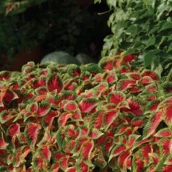 CGASPL Coleus Premium Sun Watermelon Seeds