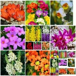 CGASPL Rainy Flower Bulbs Rainy Season Flower Bulb Mega Pack