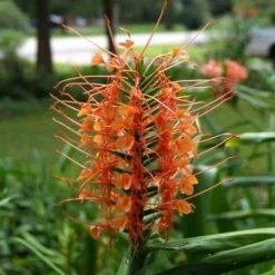 CGASPL Hedychium Yellow Color Flower Bulbs (Pack Of 6)