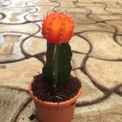 CGASPL Gymnocalycium Mihanovichii Var.friedrichii Light Orange Moon Cactus (Small) Plants