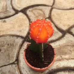 CGASPL Gymnocalycium Mihanovichii Var.friedrichii Light Orange Moon Cactus (Small) Plants