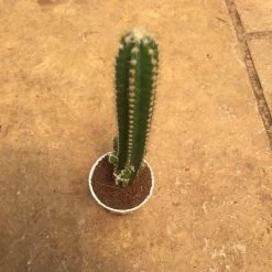CGASPL Cereus ‘Florida’(Fairy Castle) Non-Grafted Small Cactus Plants