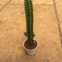 CGASPL Cereus ‘Florida’(Fairy Castle) Non-Grafted Small Cactus Plants