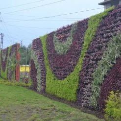 CGASPL Verticell Vertical Garden Wall Hanging Pot Violet Color