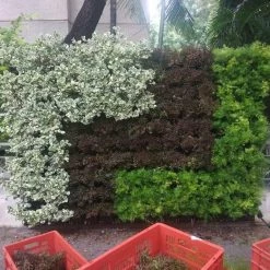 CGASPL Pot-Planters Verticell Vertical Garden Wall Hanging Pot Terracotta Color