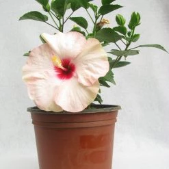 CGASPL Hibiscus White-Pink Color Flowering Plant (Jaswand)
