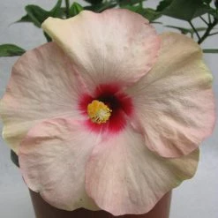 CGASPL Hibiscus White-Pink Color Flowering Plant (Jaswand)