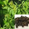 CGASPL 100 Fresh White Sandalwood Seeds Santalum Album For Growing
