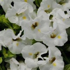 CGASPL Imported Flower Seeds Torenia Kauai White Flower Seeds