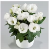 CGASPL Lisianthus (Eustoma) Rosie White Flower Seeds 2 CGASPL Lisianthus (Eustoma) Rosie White Flower Seeds