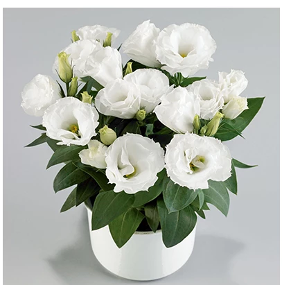 CGASPL Lisianthus (Eustoma) Rosie White Flower Seeds 3 CGASPL Lisianthus (Eustoma) Rosie White Flower Seeds