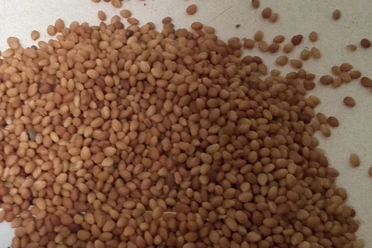 CGASPL Trifolium Repens-White Clover Seeds-1 Kg Trees Of India 4 CGASPL Trifolium Repens-White Clover Seeds-1 Kg Trees Of India