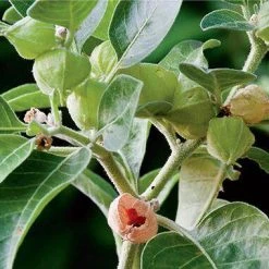 CGASPL Withania Somnifera Seeds-1 Kg