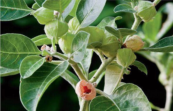 CGASPL Withania Somnifera Seeds-1 Kg 4 CGASPL Withania Somnifera Seeds-1 Kg