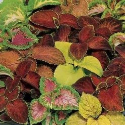 Pan American Seeds Coleus Wizard Mix Seeds