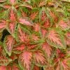 CGASPL Coleus Seeds Coleus Wizard Coral Sunrise Seeds