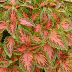 CGASPL Coleus Seeds Coleus Wizard Coral Sunrise Seeds