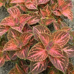 CGASPL Coleus Wizard Pastel Seeds 3 CGASPL Coleus Wizard Pastel Seeds
